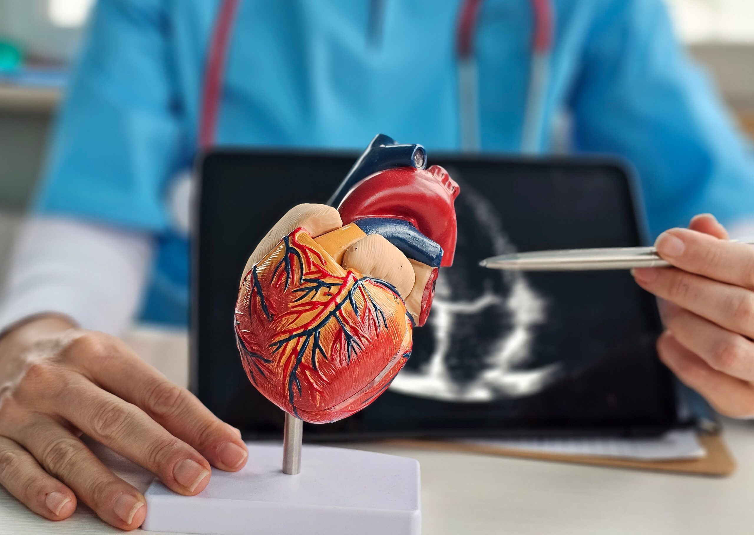 Arzt erklärt anatomisches Modell eines Herzens, im Hintergrund Ultraschallbild eines Herzens