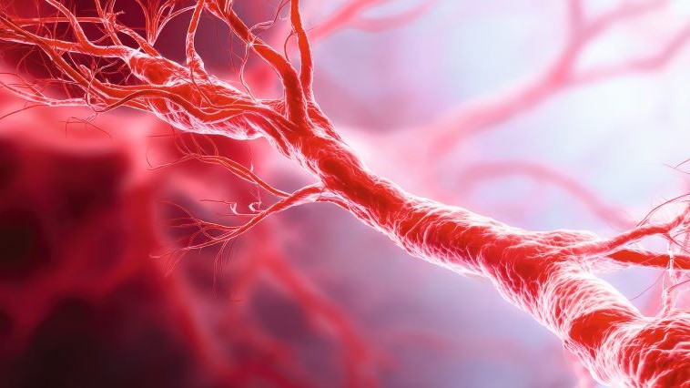 Gefäßnetz aus roten Blutgefäßen symbolisiert postpartale Hämorrhagie und vaskuläre Blutungen.